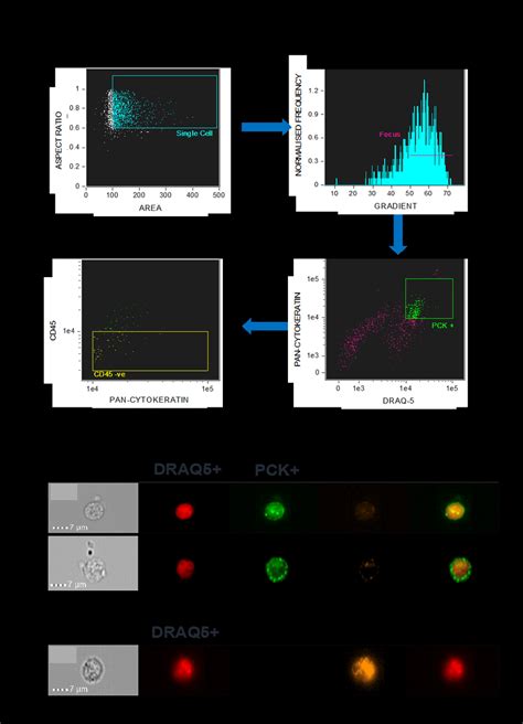 (A) Graphs illustrating the criteria used to filter the images taken ...