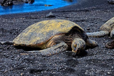 Honu 2 - Scott Mead Photography, Inc.