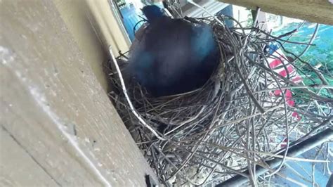 Steller's Jay nesting with eggs, time lapse. 5/02/2014 EGGS HATCHED ...