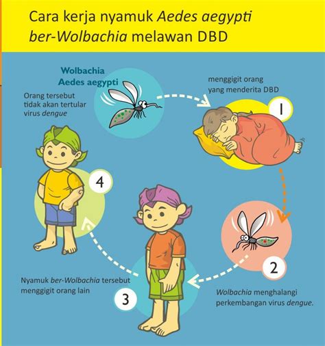 Nyamuk Aedes Aegypti ber-Wolbachia, Solusi Atasi Penyebaran Demam Berdarah - Pondokgue