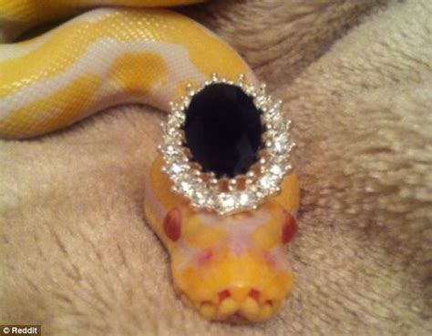 Snakes Wearing hats