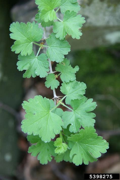 Ribes uva-crispa (European gooseberry): Go Botany