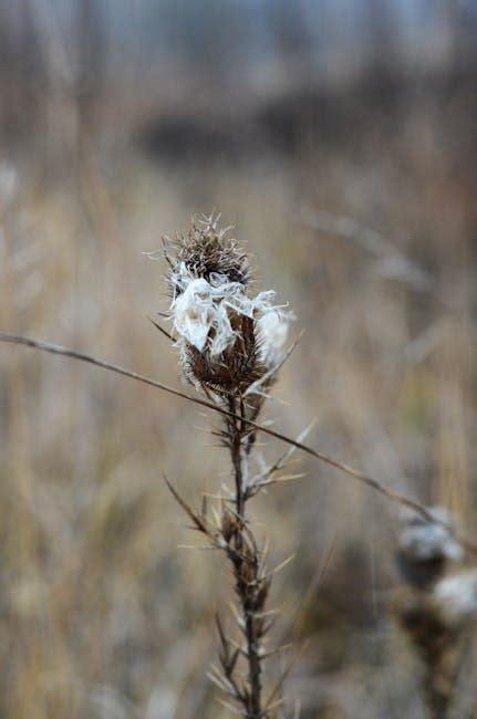 Brown Grass · Free Stock Photo