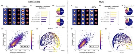 Multimodal FACED Imaging for Large-scale Single-cell Morphological ...