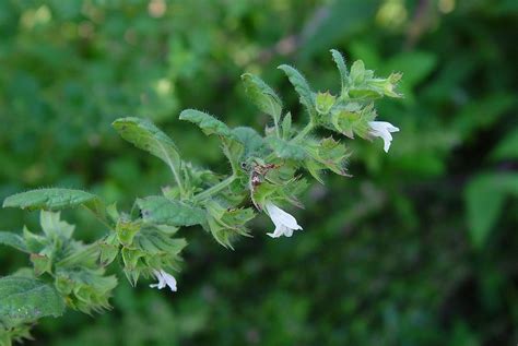 Melissa officinalis (lemon-balm): Go Botany