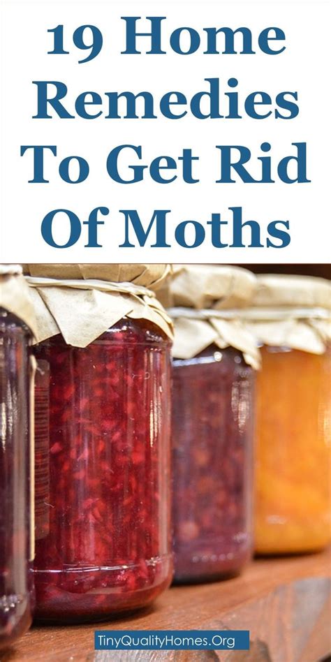 19 Home Remedies And Moth Repellents To Get Rid Of Moths: This Guide Shares Insights On The ...