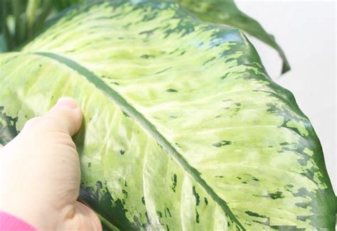 Dieffenbachia Yellow Leaves | Causes & How to Care