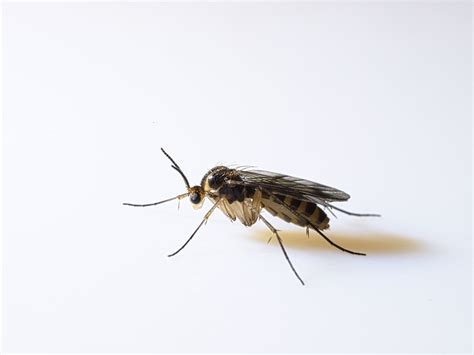 Fungus Gnats in Houseplants - Backbone Valley Nursery