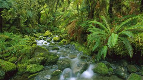 Tropical Green Hd Wallpaper Jungle Flow Thick Green Vegetation, Fern ...