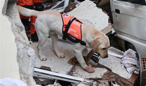 Treatment of Korean rescue dogs in eathquake-hit Turkey ignites animal rights debate - The Korea ...