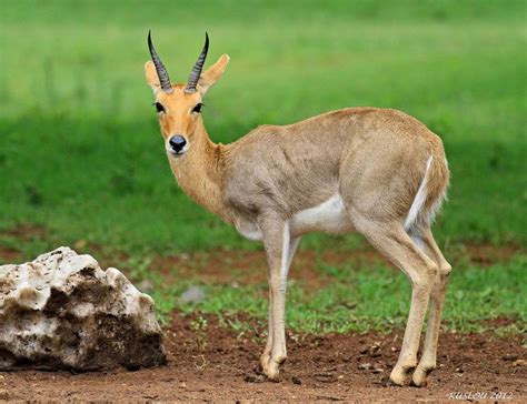 Mountain reedbuck - Alchetron, The Free Social Encyclopedia