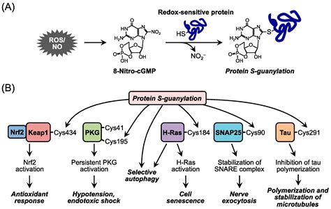 Molecules | Free Full-Text | Redox Signaling Regulated by Cysteine Persulfide and Protein ...