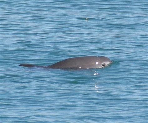 Vaquita Extinction Imminent, Last 30 to Be Removed From Wild | Newsmax.com