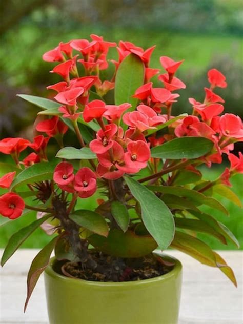 Euphorbia milii (Crown of Thorns) - World of Flowering Plants