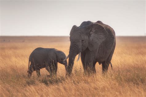 Download Baby Animal Animal African Bush Elephant 4k Ultra HD Wallpaper by Hu Chen