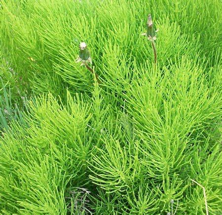 The Health Benefits of Consuming Horsetail Tea | Health Benefits