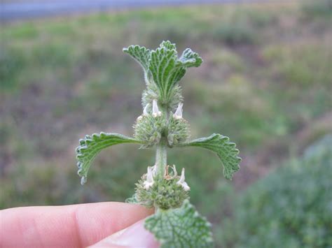 Marrubium vulgare flowerhead9 | Introduced, yearlong green, … | Flickr