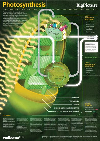 Biology Posters | Poster Template