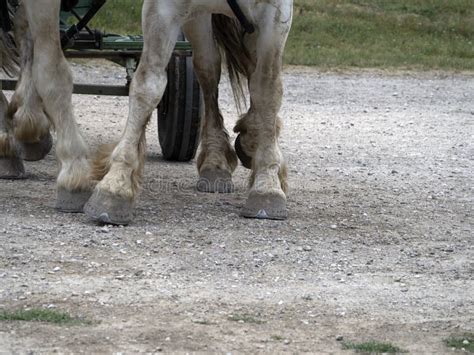 Draft Working Horse Hoof Close Up Detail Stock Image - Image of chestnut, galloping: 250495257