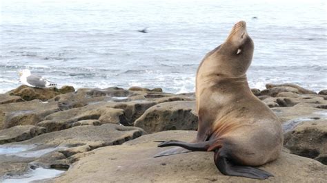 California Sea Lion Facts & Information Guide - American Oceans