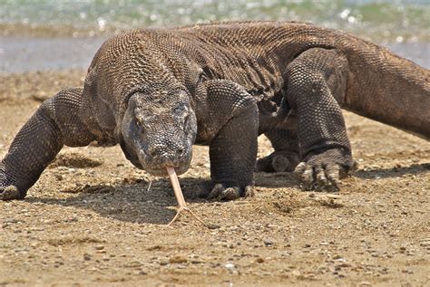 Komodo Dragon Animal Facts And Photos | All Wildlife Photographs