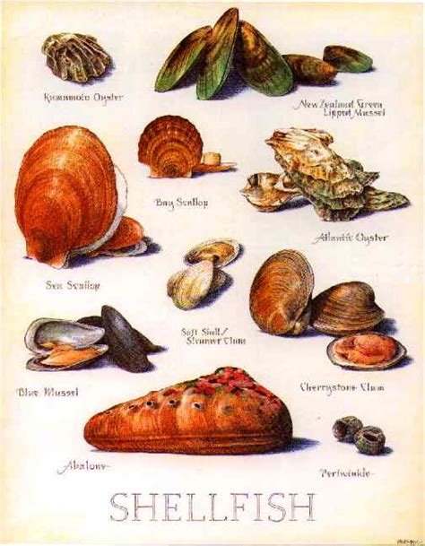 What Is Shellfish