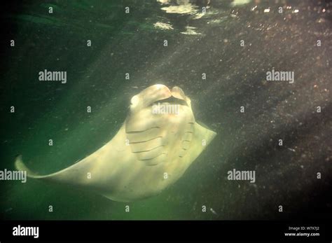 Manta ray (Manta birostris) at night, mouth wide open feeding on ...