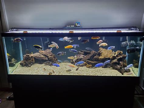 Freshly cleaned 180 gallon mixed African cichlid tank : r/Cichlid