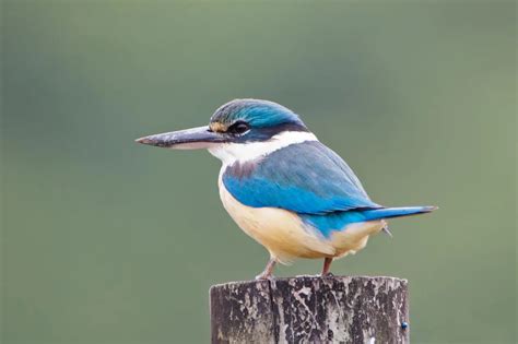 Sacred Kingfisher: The Graceful Guardian of Waterways | WorldWeet