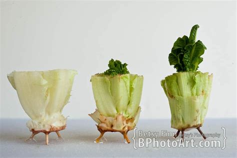 Growing Romaine Lettuce from Kitchen Scraps