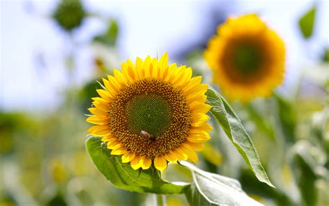 阳光！葵花宽屏写真壁纸_植物_太平洋科技