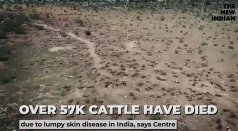 Terrifying video shows thousands of dead cattle in Rajasthan, as 57,000 cows have already died ...