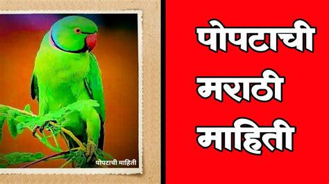 Popat Chi Mahiti Marathi/पोपटाची मराठी माहिती- Parrot Information In ...