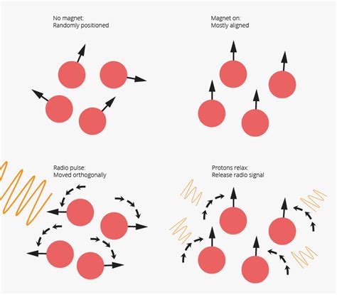 EEG vs. MRI vs. fMRI - What are the Differences? - iMotions