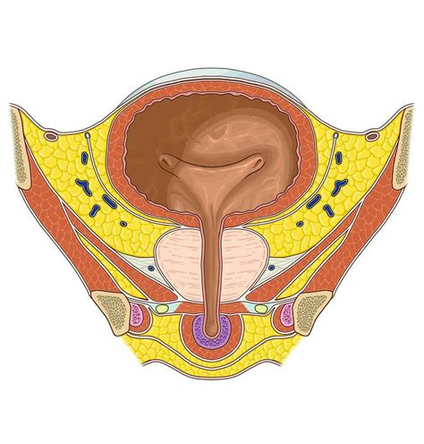 Pelvis - e-Anatomy - IMAIOS