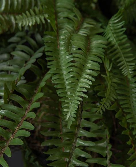 Fern-With-Moss-Close-Up (With images) | Plants, Hanging plants ...