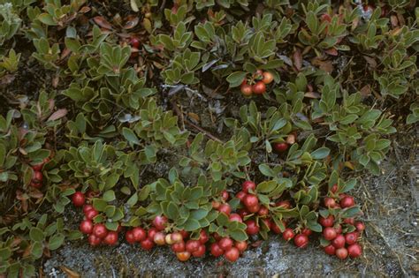 Bearberry facts and health benefits