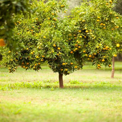 10 Best Fruit Trees to Grow at Home | The Family Handyman