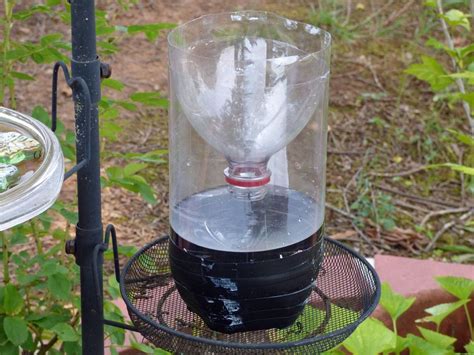 Homemade Wasp Trap Instructions - How To Make A Homemade Wasp Trap | Gardening Know How