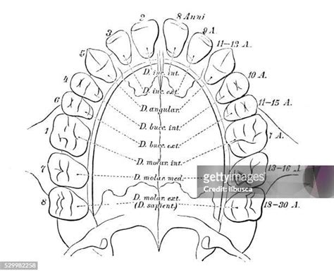 158 Bicuspid Tooth Stock Photos, High-Res Pictures, and Images - Getty ...