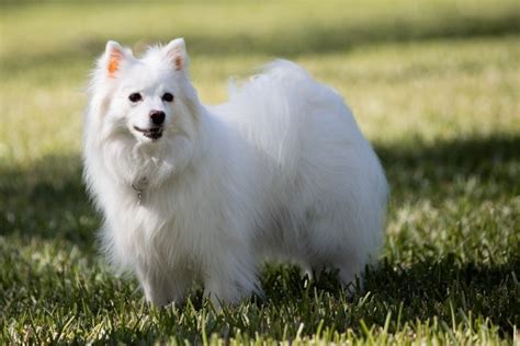 Are American Eskimo Dogs Good for First-Time Owners? Breed Necessities ...