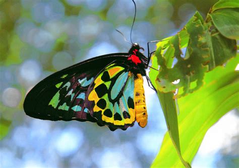 Kuranda Butterfly Sanctuary - All Cairns Tours