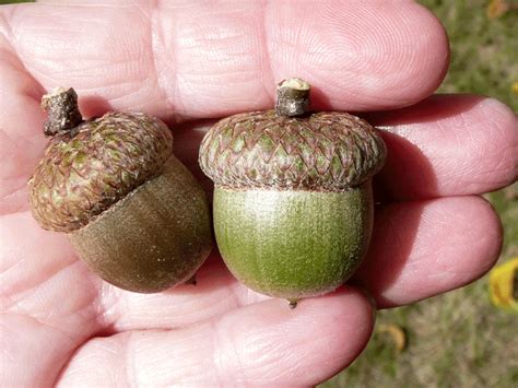 Central Pennsylvania Forestry: Planting Acorns to Grow Oak Trees