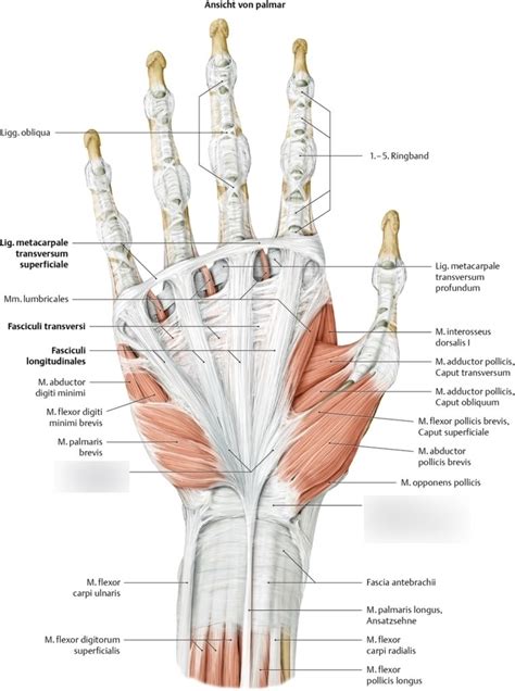 Aponeurosis palmaris Diagram | Quizlet