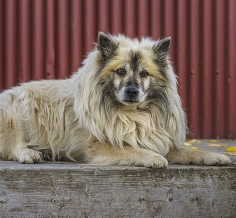 Icelandic Sheepdog - Full Profile, History, and Care