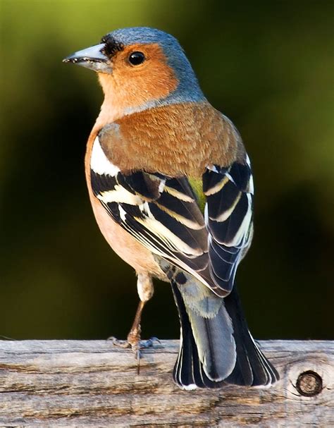 Chaffinch | European, Passerine, Songbird | Britannica