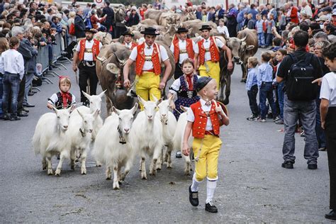 Goat The Cattle Market Appenzell Switzerland-20 Inch By 30 Inch ...