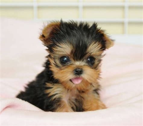 25+ best ideas about Teacup Puppies on Pinterest | Teacup dogs, Cutest small dogs and Cute ...