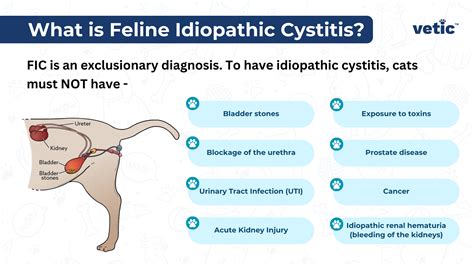 Feline Idiopathic Cystitis: Signs, Treatment and More