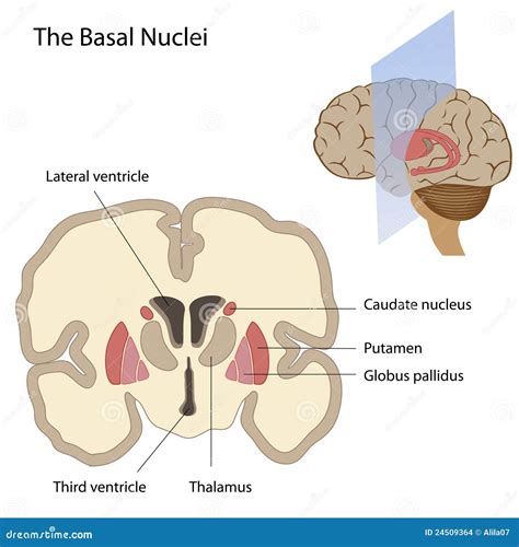 The Basal Nuclei of the Brain Stock Vector - Illustration of basal ...